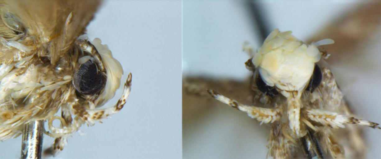 Neopalpa donaldtrumpi.