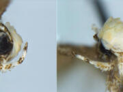 Neopalpa donaldtrumpi.