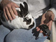 Seth Baron uses the &quot;Whistle&quot; GPS pet tracking device on his pet rabbit, Bun Bun at his home in Watsonville, Calif.