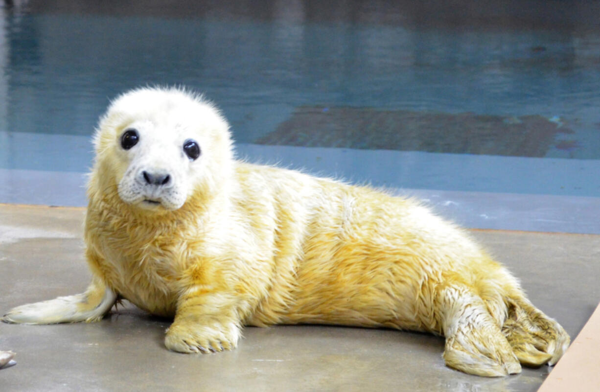 A new female gray seal was born Jan. 21 at the National Zoo in Washington, D.C.