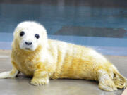 A new female gray seal was born Jan. 21 at the National Zoo in Washington, D.C.