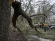 Crews from the Clark County Public Works Department are joined by a crew from county corrections to help clear out downed tree branches and other debris in Vancouver Lake Regional Park, which was badly damaged from storms earlier this month.