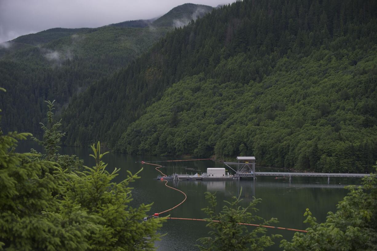 Young salmon and steelhead are captured at the Swift Floating Collector (center) then trucked downstream and released in the Lewis River downstream of Merwin Dam.