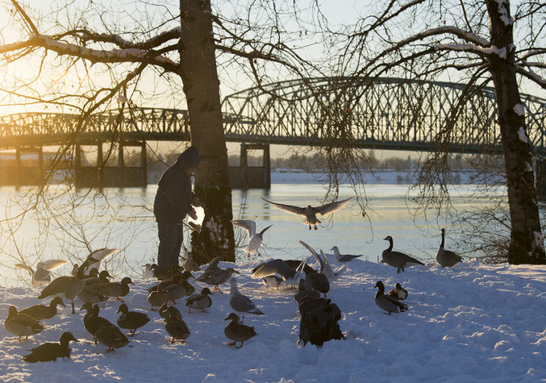 An assortment of birds feast on an afternoon snack of bread along a snowy Vancouver Waterfront as the sun sets over the Columbia River Thursday afternoon.