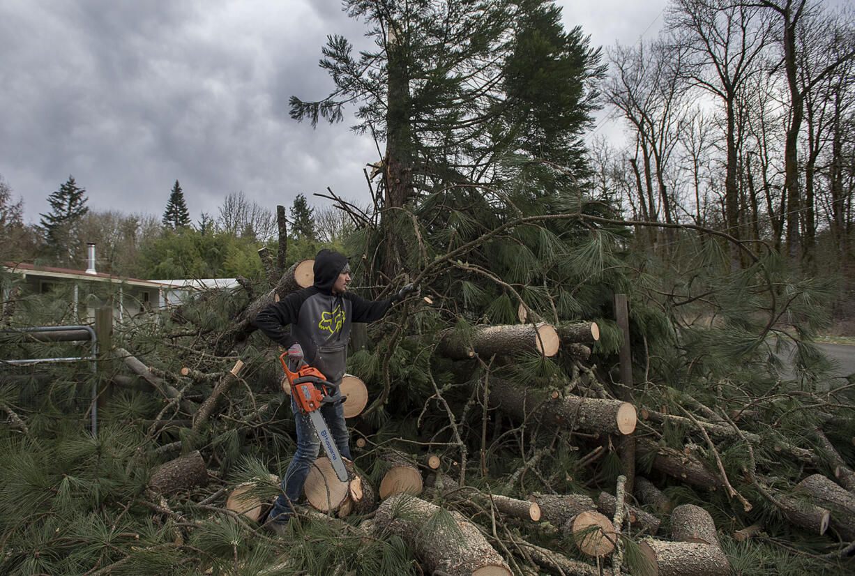 Battle Ground resident Eric Felts helps with the cleanup effort in his driveway at Northeast 239th Street near Battle Ground, after high winds toppled a pine tree in his neighbor's yard, which then fell into a redwood tree, early Wednesday morning, Jan. 4, 2017. No injuries were reported in the incident.