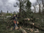 Battle Ground resident Eric Felts helps with the cleanup effort in his driveway at Northeast 239th Street near Battle Ground, after high winds toppled a pine tree in his neighbor's yard, which then fell into a redwood tree, early Wednesday morning, Jan. 4, 2017. No injuries were reported in the incident.