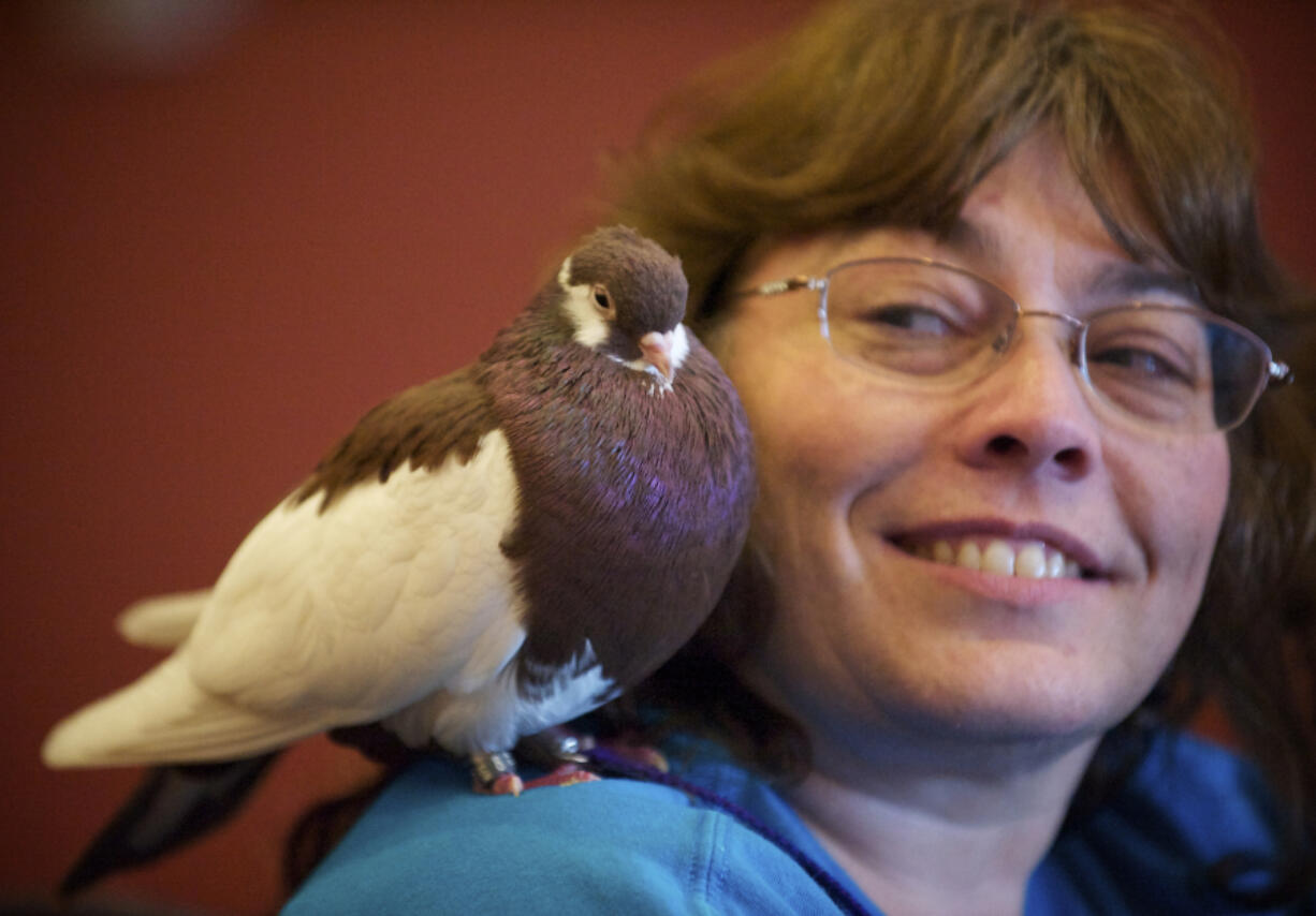 Joy Murphy of Grants Pass, Ore., looks over at her Russian startail tumbler, Jasper, during the National Pigeon Association 2013 Grand National Show.