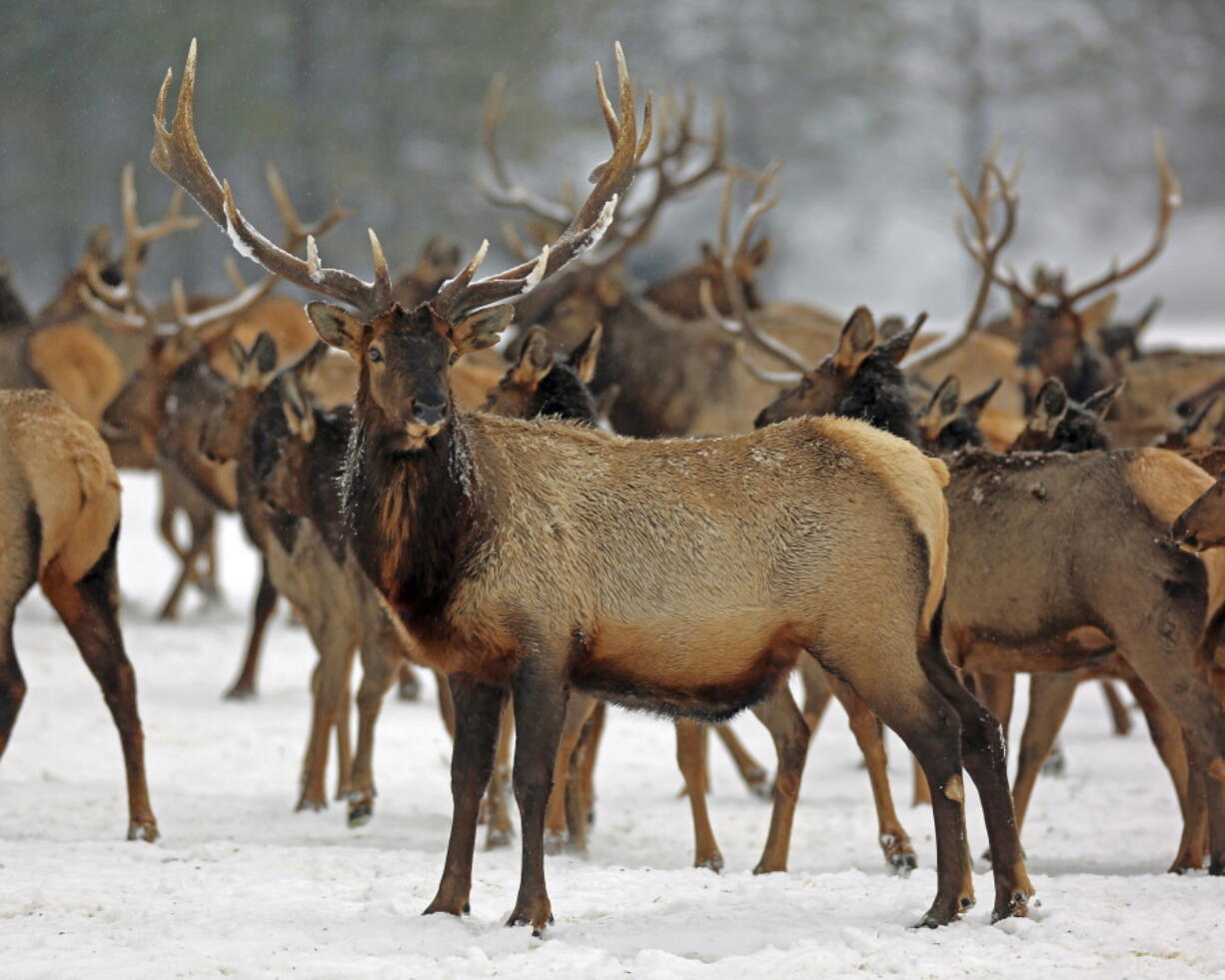 **MOVING OVERNIGHT THURSDAY, JAN 26**In this Jan. 18, 2017, photo provided by the Oregon Department of Fish and Wildlife, elk feed at the Wenaha Wildlife Area near Troy, Ore. A heavy snowfall this winter in the Pacific Northwest and other parts of the West has caused travel delays and other problems for people, but wildlife are also suffering, from deer and elk whose food sources are buried under snow and ice to cougars that had to forage in an Oregon town.