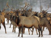 **MOVING OVERNIGHT THURSDAY, JAN 26**In this Jan. 18, 2017, photo provided by the Oregon Department of Fish and Wildlife, elk feed at the Wenaha Wildlife Area near Troy, Ore. A heavy snowfall this winter in the Pacific Northwest and other parts of the West has caused travel delays and other problems for people, but wildlife are also suffering, from deer and elk whose food sources are buried under snow and ice to cougars that had to forage in an Oregon town.