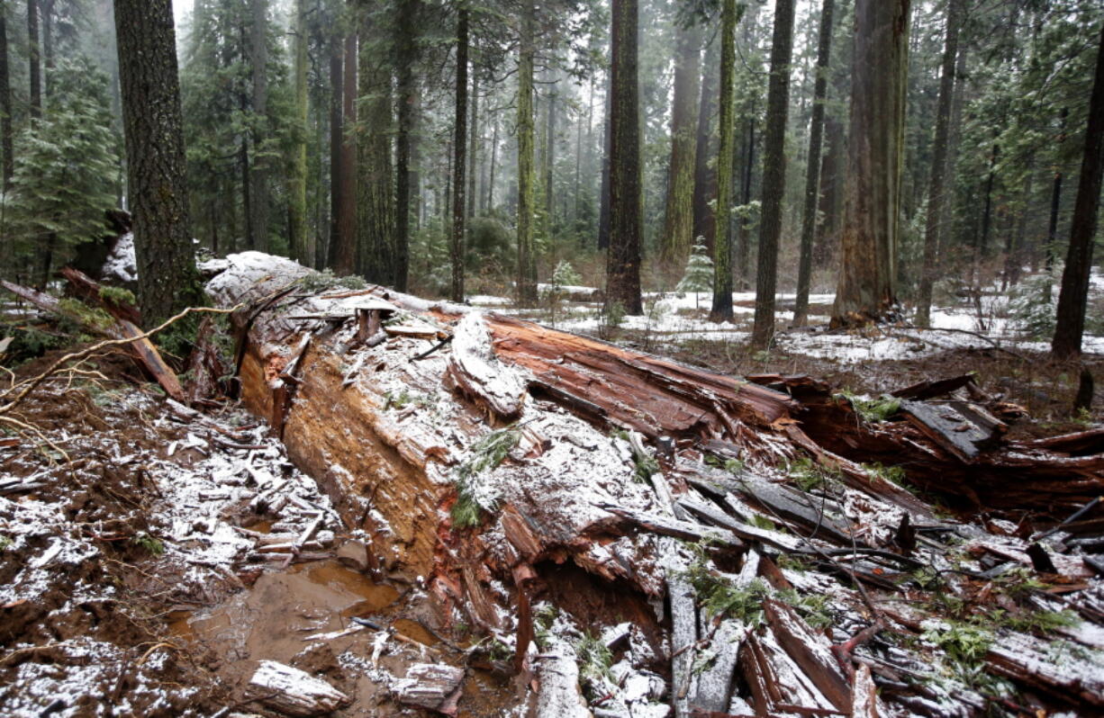 Snow partially covers the fallen Pioneer Cabin Tree at Calaveras Big Trees State Park, Monday, Jan. 9, 2017, in Arnold, Calif. Famous for a &quot;drive-thru&quot; hole carved into its trunk, the giant sequoia was toppled over by a massive storm Sunday.