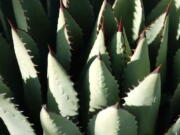 The agave plant, which is pollinated by a once-rare bat, is used to produce tequila.