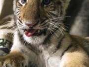 In this Dec. 12, 2016, photo, the Amur tiger cub Kashtan looks at a camera at the Milwaukee County Zoo in Milwaukee. Kashtan is being hand-raised by staff _ an unusual undertaking for a zoo. Kashtan had an infection at about a month old and had to be separated so medical staff could care for him. He was gone for about a month and zoo officials didn&#039;t know whether the mother would take him back and didn&#039;t want to risk his health or safety.