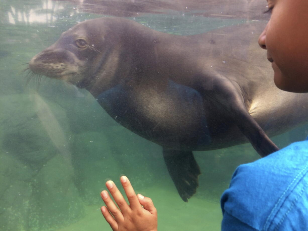 A child watches a Hawaiian monk seal at the Waikiki Aquarium in Honolulu.