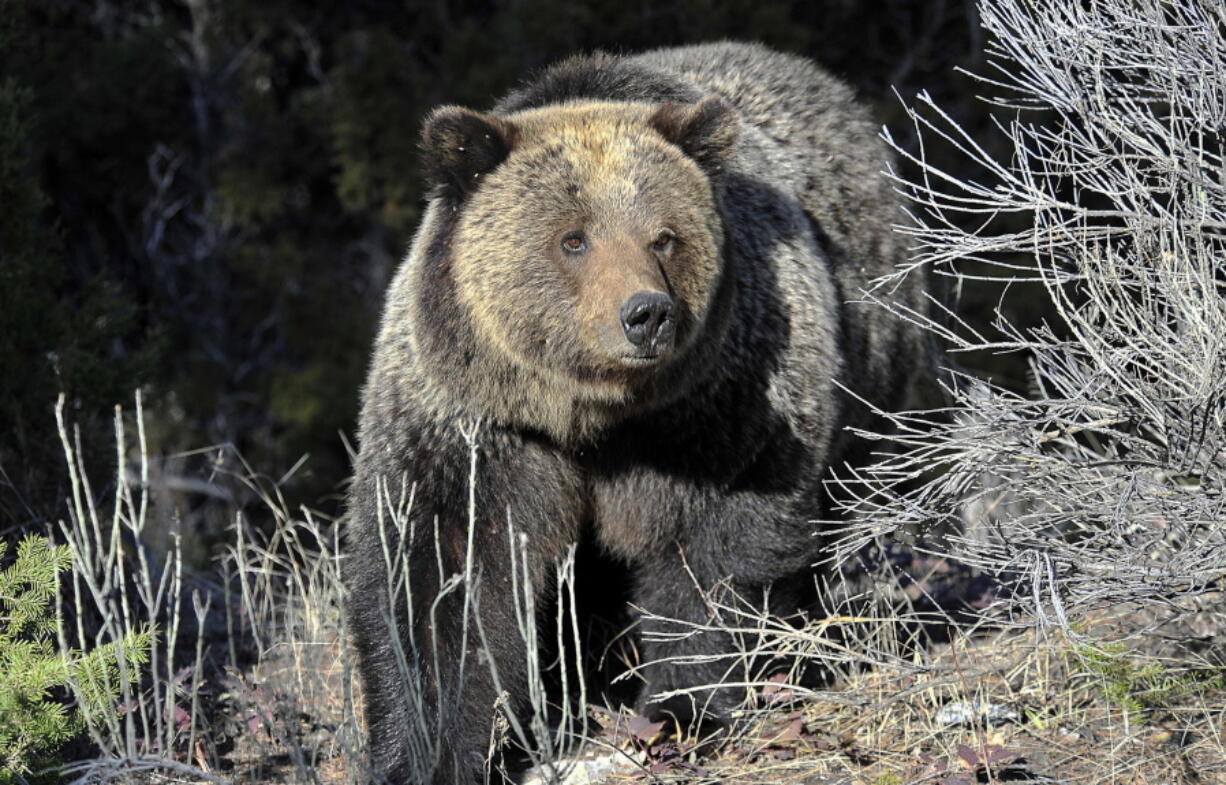 A Grizzly bear is seen in Yellowstone National Park near Mammoth Wyoming. (David Grubbs,/Billings Gazette via AP.