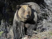 A Grizzly bear is seen in Yellowstone National Park near Mammoth Wyoming. (David Grubbs,/Billings Gazette via AP.