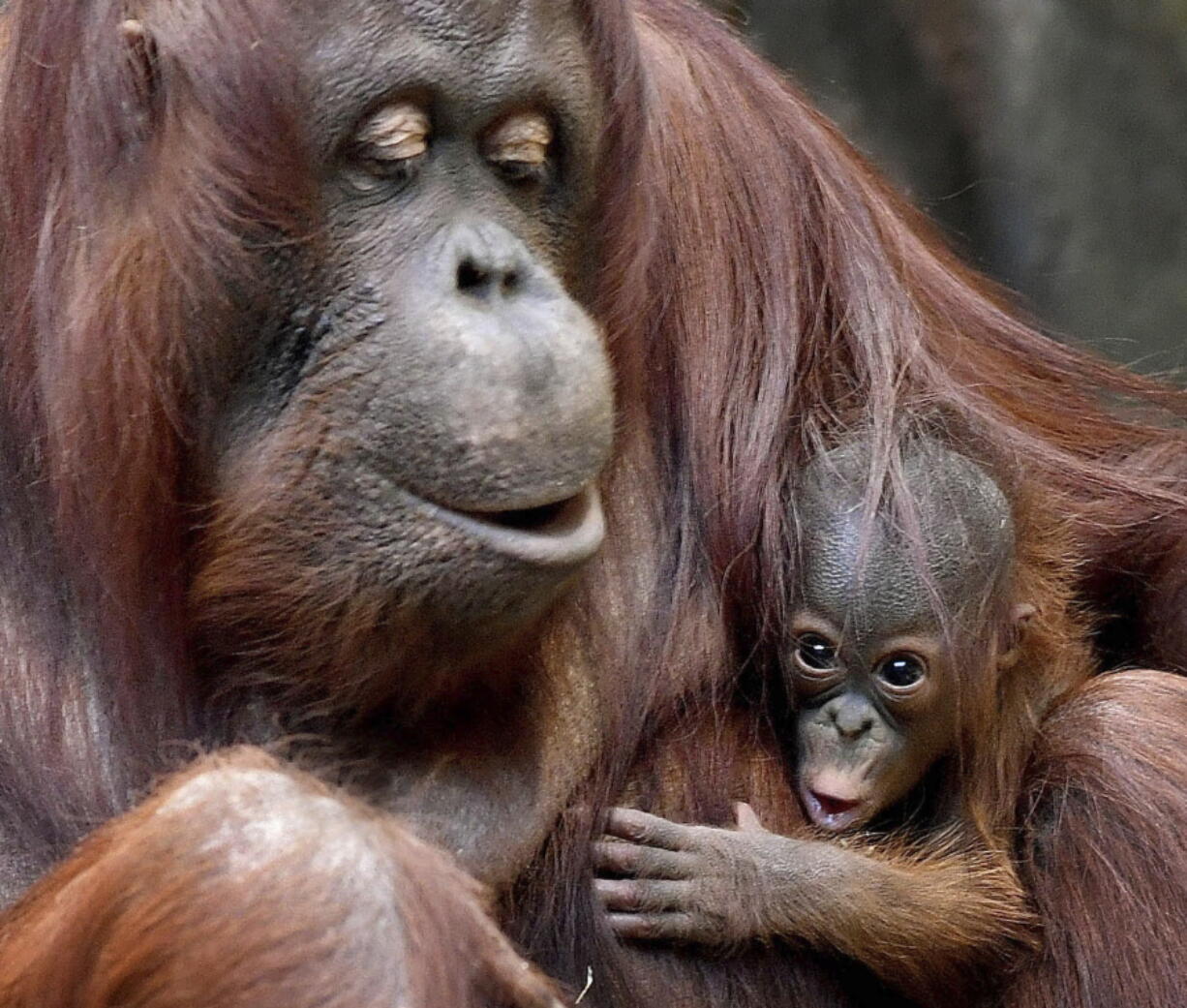 Sophia, a 35-year-old Bornean orangutan holds her two week-old daughter at the Brookfield Zoo in Brookfield, Ill.