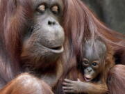 Sophia, a 35-year-old Bornean orangutan holds her two week-old daughter at the Brookfield Zoo in Brookfield, Ill.