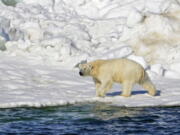 A polar bear dries off after taking a swim June 15, 2014, in the Chukchi Sea in Alaska. The U.S. Fish and Wildlife Service released its plan Monday for the recovery of threatened polar bears. (Brian Battaile/U.S.