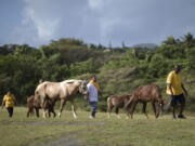 Horse owners arrive for free veterinary services by the U.S. Humane Society as they carrying out a birth control campaign for horses in Vieques, Puerto Rico. Many locals keep their horses in open fields near the sea, where they graze until they???re needed next. Officials say that as a result, it???s nearly impossible to control the horse population and hold owners accountable when trouble occurs.