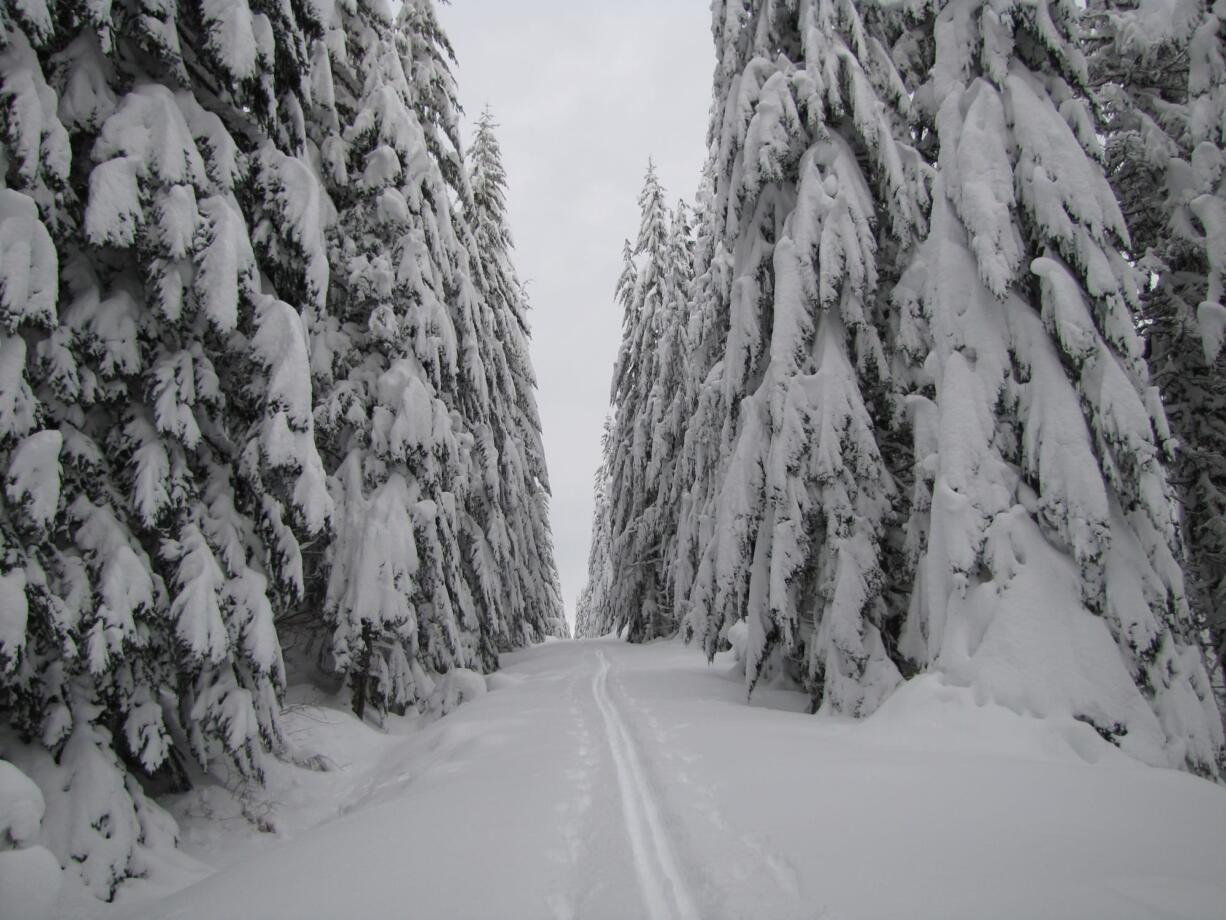 Snow flocks trees on the Sasquatch Ski Trail on the south side of Mount St. Helens in early January.