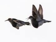 Two male pectoral sandpipers in a competitive, territorial display flight in Barrow, Alaska, in June 2012. &quot;Copulations are incredibly rare,&quot; biologist Bart Kempenaers said.