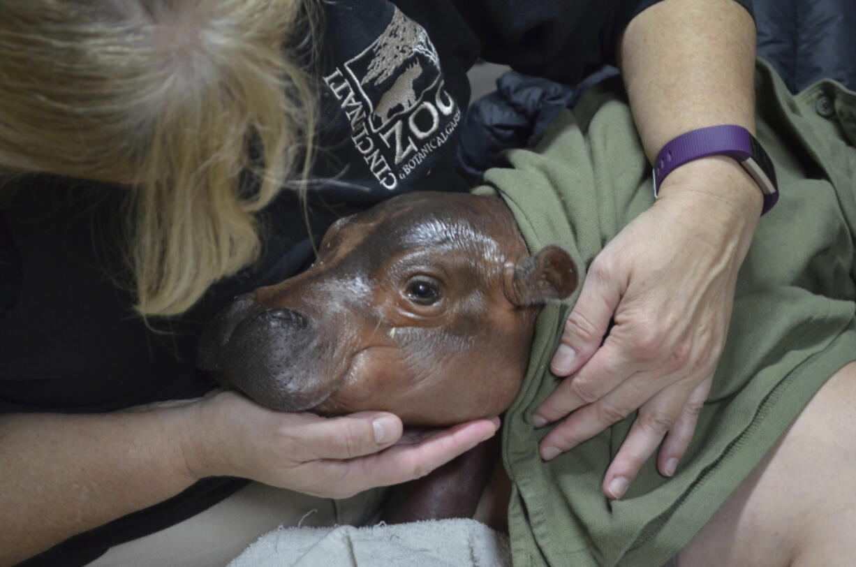 A zoo employee swaddles a female Nile hippopotamus calf born to 17-year-old mother Bibi and 35-year-old father Henry Tuesday, Jan. 24, 2017,  six weeks before the anticipated March 2017 due date, at the zoo in Cincinnati.  Cincinnati Zoo staffers are providing critical care to the prematurely born baby hippo which is the first Nile hippo born there in 75 years.