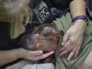 A zoo employee swaddles a female Nile hippopotamus calf born to 17-year-old mother Bibi and 35-year-old father Henry Tuesday, Jan. 24, 2017,  six weeks before the anticipated March 2017 due date, at the zoo in Cincinnati.  Cincinnati Zoo staffers are providing critical care to the prematurely born baby hippo which is the first Nile hippo born there in 75 years.