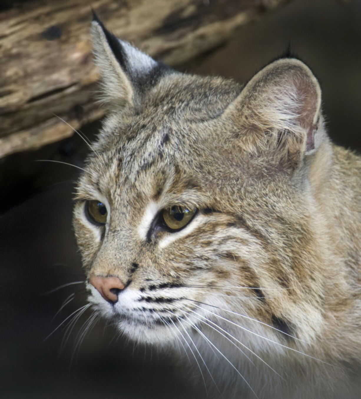 Ollie, who escaped from its enclosure at the National Zoo in Washington, is perfectly capable of surviving in the wild and would find plenty to eat in Rock Creek Park if it wanted to stay there, zoo officials said.