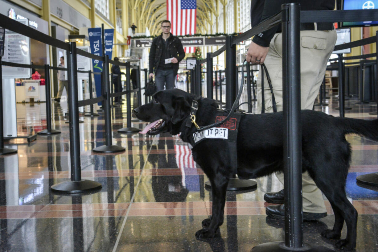 Dogs work at airports sniffing for explosives and drugs.