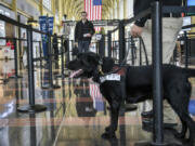 Dogs work at airports sniffing for explosives and drugs.