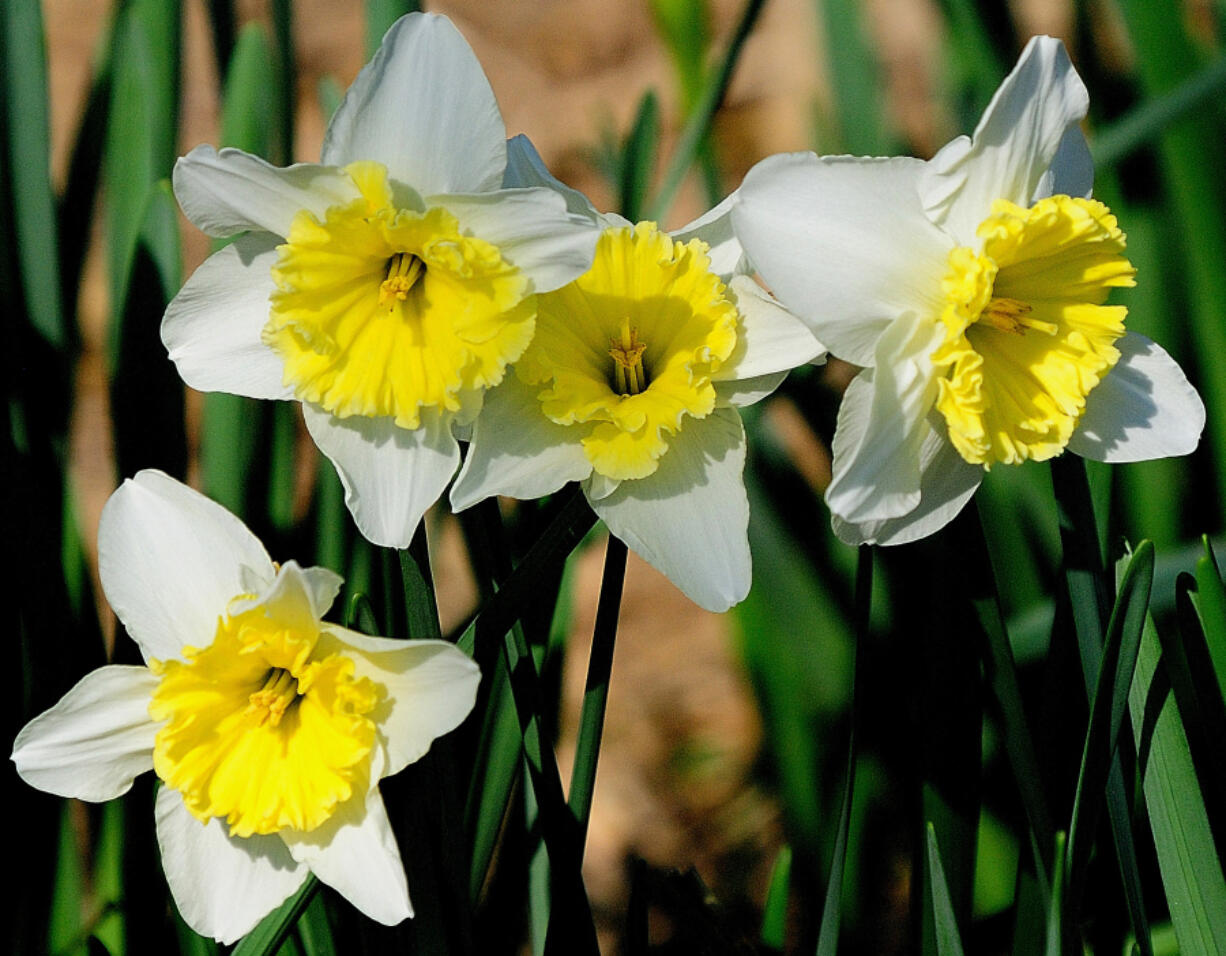 These Ice Follies daffodils have returned faithfully at the Coastal Georgia Botanical Gardens in Savannah, Ga.