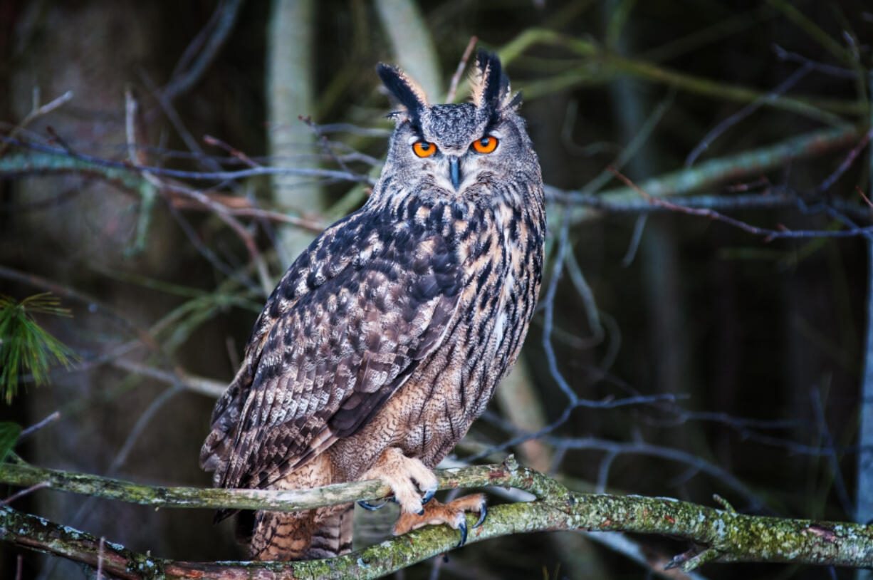 beautiful eurasian eagle owl bird (Photos from iStock)