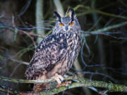 beautiful eurasian eagle owl bird (Photos from iStock)