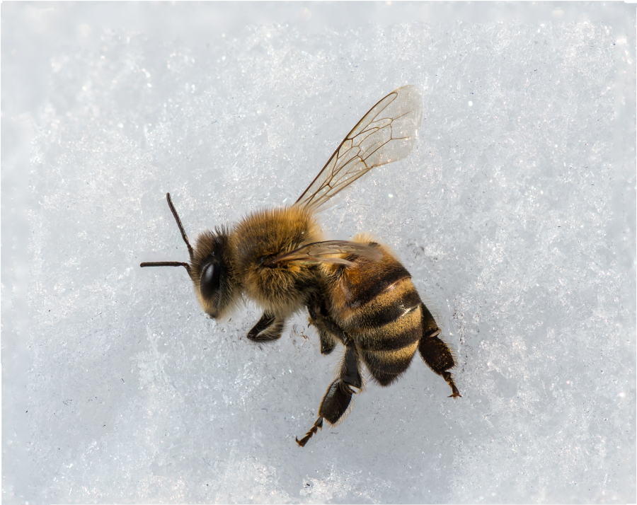 Here's How Honeybees Fly in Windy Conditions