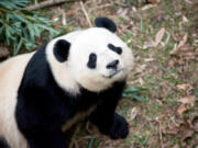 Bao Bao, 3 1/2 , will move from Washington to China to prepare for mating. (Photos by Sarah L.