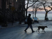 A dog walker in the Brooklyn borough of New York City.