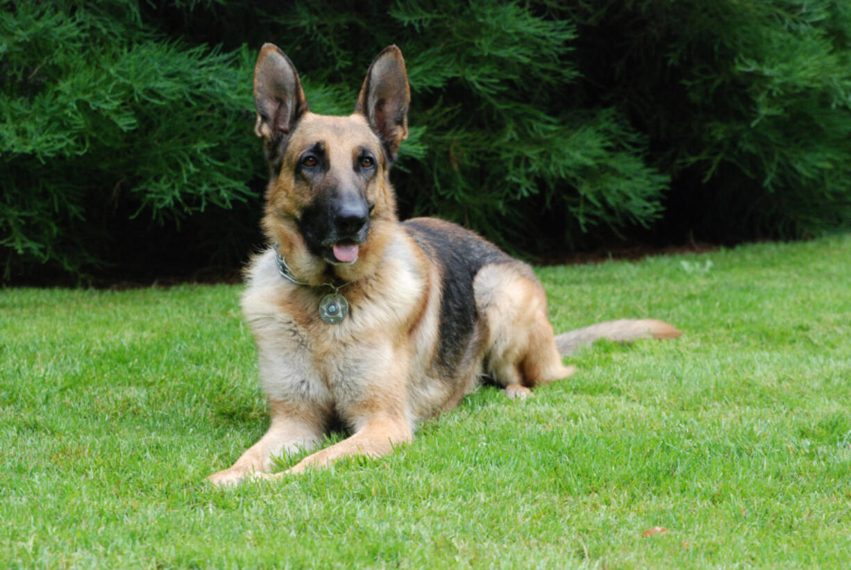 Retired Clark County Sheriff&#039;s Office K-9 Dash.