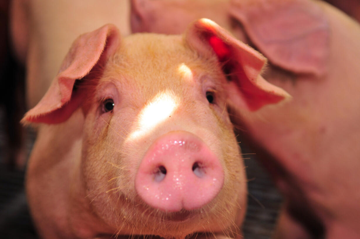 Scientists at the University of Minnesota are conducting research in response to consumer concerns about how farmers are raising swine. One study concentrates on sows and what is a more humane way to care for them while they are pregnant and nursing.