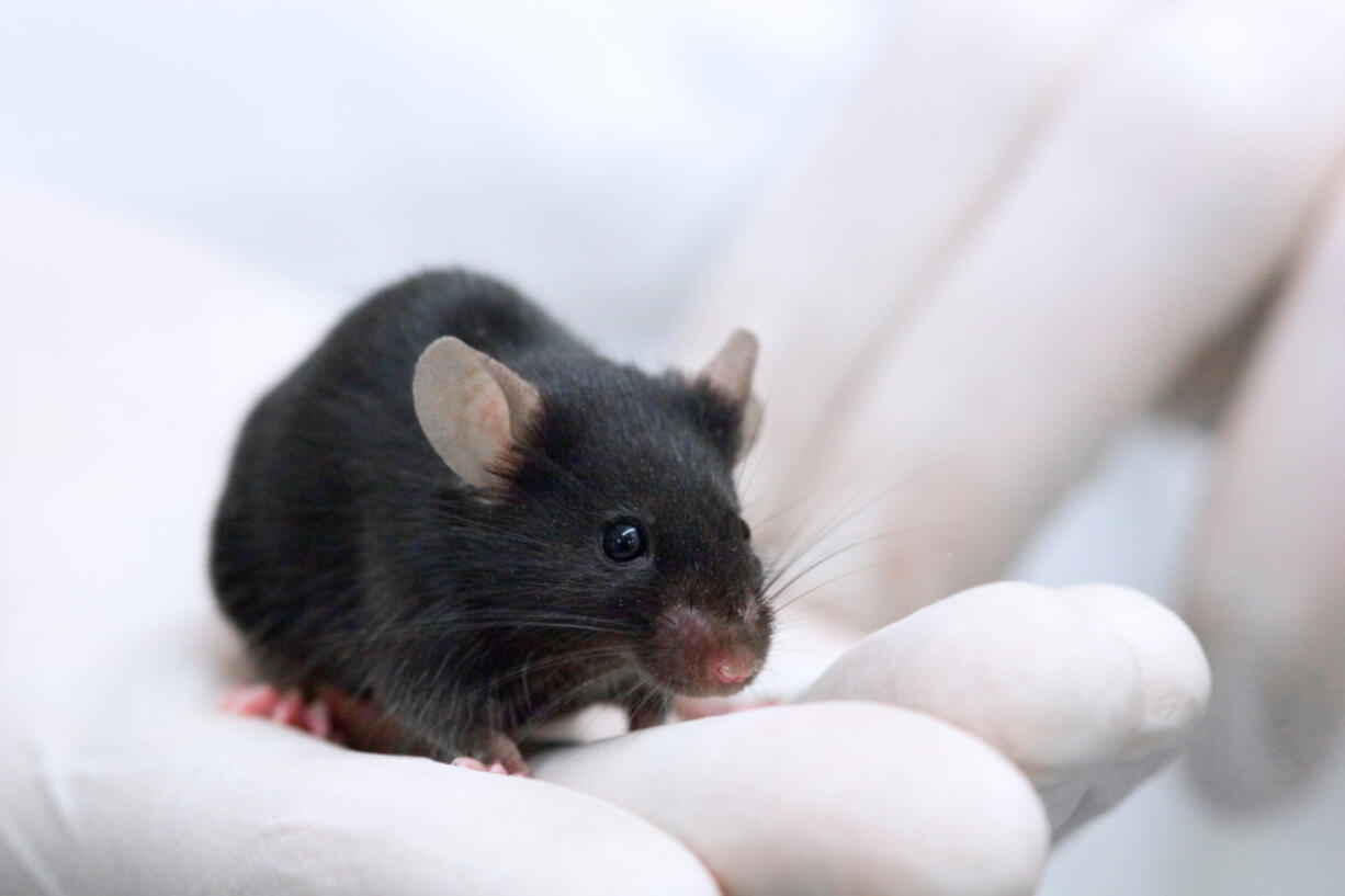 A Black lab mouse. Can this little guy meditate?