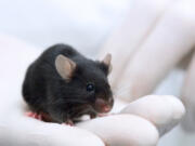 A Black lab mouse. Can this little guy meditate?