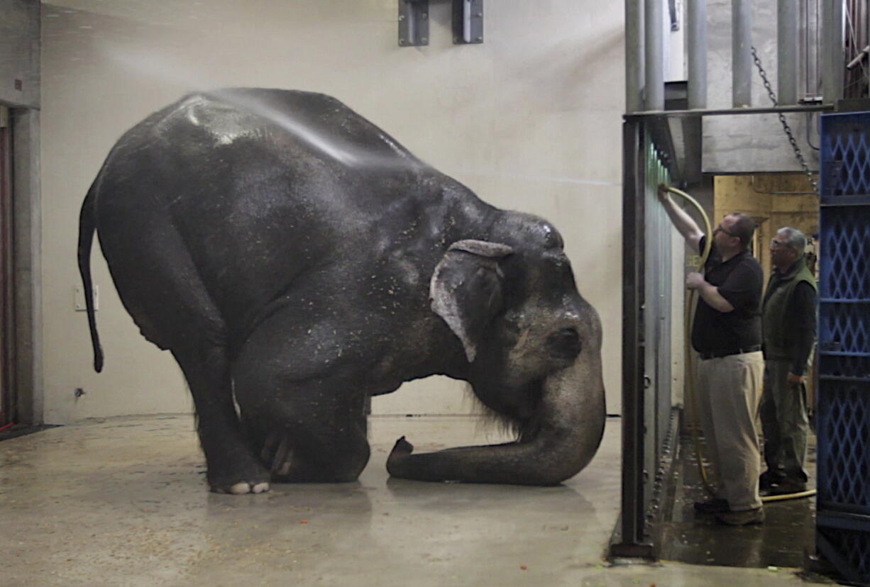 Packy, an Asian elephant, is sprayed with water at the Oregon Zoo March 27, 2012, in Portland. Packy at 54 is the oldest male of his species in North America. The zoo says Packy, born in 1962, became the first elephant to be born in the Western Hemisphere in 44 years. (Randy L.