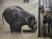 Packy, an Asian elephant, is sprayed with water at the Oregon Zoo March 27, 2012, in Portland. Packy at 54 is the oldest male of his species in North America. The zoo says Packy, born in 1962, became the first elephant to be born in the Western Hemisphere in 44 years. (Randy L.