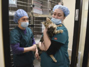 Veterinary assistants Athiena Michalek, left, and Tatjana Green, right, transport a cat from its cage to get prepared for its sterilization surgery at the Humane Society for Southwest Washington.