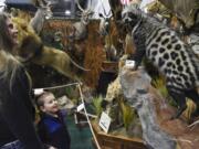 Luke Rich, 3, looks up at a civet cat in the Natural Instincts Taxidermy exhibit with Shannon Wellman at the Pacific Northwest Sportsmen's Show at the Portland Expo Center.