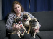 Nikki Mael and her three surviving pugs, from left, Tinkerbell, Tito and Tank, who all lived after eating Evanger&#039;s Hunk of Beef that tested positive for pentobarbital, a drug used in euthanasia, Mael said. Her other dog, Tulala, had to be put down after eating the food.