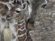 A female reticulated giraffe calf, born Feb. 6 to 4-year-old Juma, top, and 11-year-old Caesar, at the Maryland Zoo in Baltimore. The giraffe house will remain closed while Juma and the calf bond.