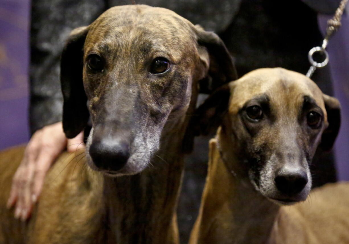 Toby, 5, left, and Izzy, 4, both Sloughi breed from Illinois owners, are shown at a press conference, Monday Jan. 30, 2017, in New York. The dogs are among three new breeds competing in the 141st Westminster Kennel Club Dog Show at Madison Square Garden, Feb. 13-14.