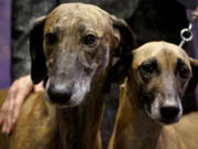 Toby, 5, left, and Izzy, 4, both Sloughi breed from Illinois owners, are shown at a press conference, Monday Jan. 30, 2017, in New York. The dogs are among three new breeds competing in the 141st Westminster Kennel Club Dog Show at Madison Square Garden, Feb. 13-14.