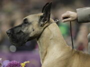 A great Dane waits its turn in the ring during the working group competition at the 141st Westminster Kennel Club Dog Show this week in New York.