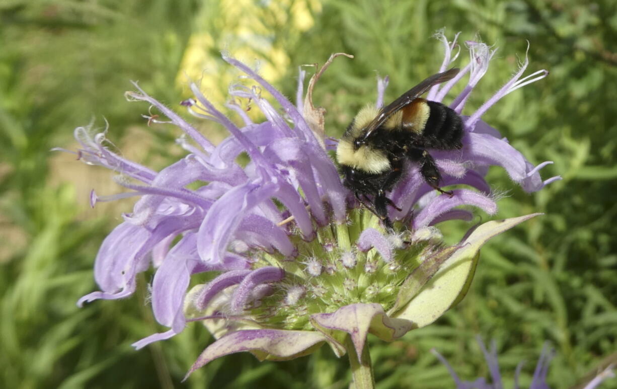 A rusty patched bumblebee in Minnesota.